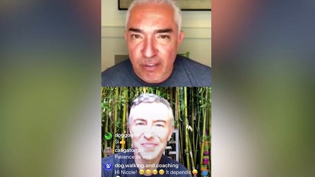 Dog Behavior Tips On Proximities & Power of Calm смотреть онлайн