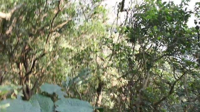Victoria Peak Nature Walk / Единение с Природой на Пике Виктория (Гонконг) смотреть онлайн