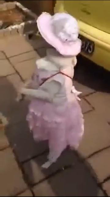 Вот это собачка умница смотреть онлайн