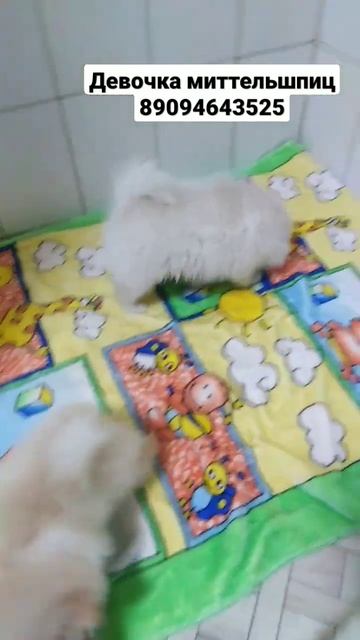 Щенок шпица, миттельшпиц, девочка, средний немецкий шпиц. смотреть онлайн