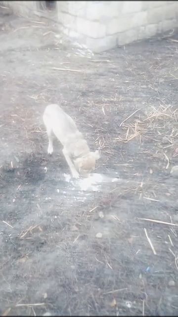 Растаял снег.. смотреть онлайн