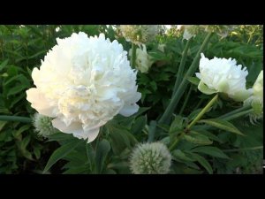 Пион ЛУКСОР  Paeonia LYXOR: обзор, описание, цветение, отзыв