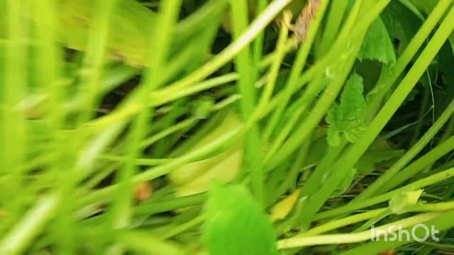 КОПАЮ КАРТОШКУ ЯРОСЛАВЛЬ 1 АВГУСТА смотреть онлайн