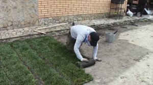 Укладка рулонного газона5