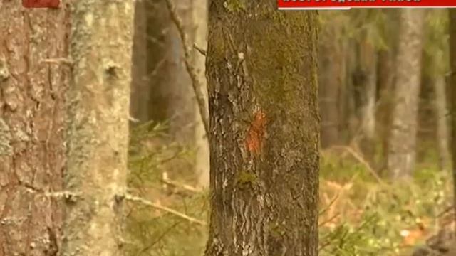 Новгородские активисты общероссийского народного фронта сегодня выехали в лес около дерев смотреть онлайн