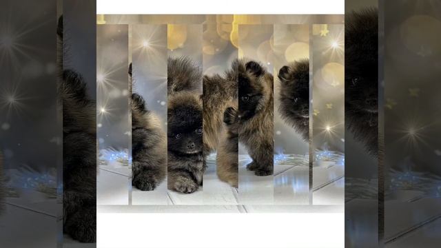 Шпиц. Тигр Изобелии. смотреть онлайн