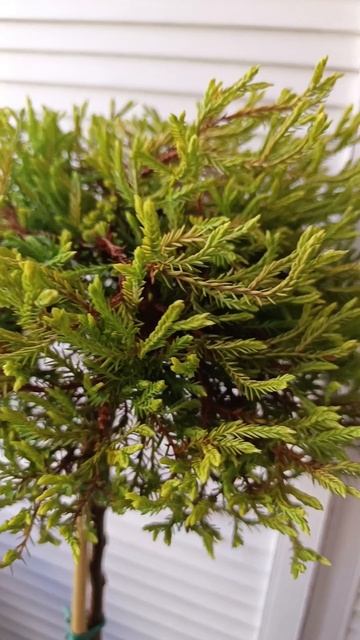 Туя западная Голден Таффет на штамбе.
( Thuja Golden Tuffet ) смотреть онлайн