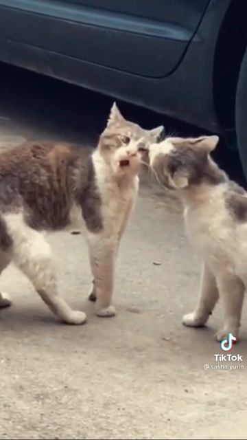 Тест!! На шизу, если ты засмеёшся то у тебя шиза