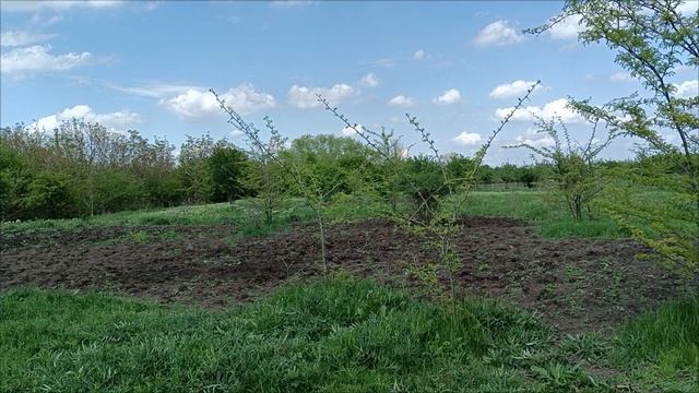 Динская, Краснодарский край. 23.04.2025. смотреть онлайн