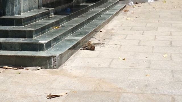 Каждая обезьянка занята своим делом - Тайгер Кейв, Краби смотреть онлайн