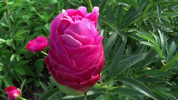Пион ХАРИЗМАТИК / Paeonia CHARISMATIC - ОБЗОР, ОПИСАНИЕ, ЦВЕТЕНИЕ, ОТЗЫВ