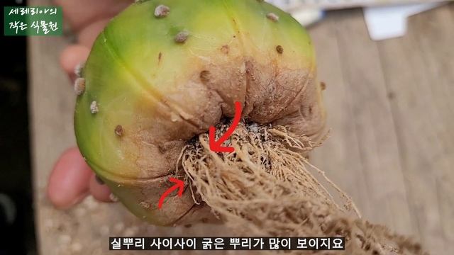 투구등 유성류 선인장의 실생과 제뿌리 구별법 (Astrophytum asterias cv. Super kabuto), 선인장 뿌리 구별하기, 건강한 선인장, 좋은 식물 смотреть онлайн