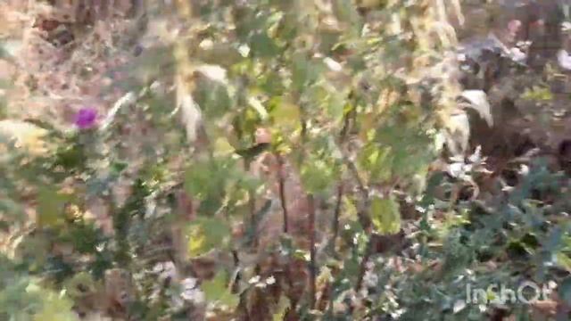 ПУСТЫРНИК ПЯТИЛОПАСТНЫЙ - ЛУЧШИЙ СТИМУЛЯТОР СЕРДЦА. Он КРОВЬ улучшит и СОСУДЫ вылечит. смотреть онлайн