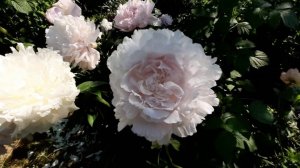 Пион МИРТЛ ДЖЕНТРИ / Paeonia MYRTLE GENTRY - ОБЗОР, ОПИСАНИЕ, ЦВЕТЕНИЕ, ОТЗЫВ