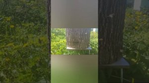 Заселяем пчёл 🐝 в липовую колоду, Но им почему-то не понравилось 🤷