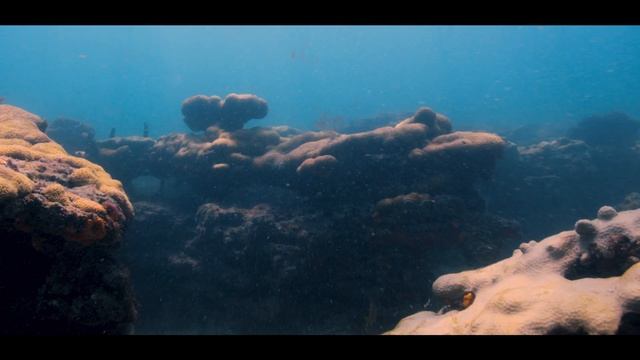 BMPCC 6K Underwater Lauderdale by the sea// Blackmagic Pocket Nauticam housing смотреть онлайн