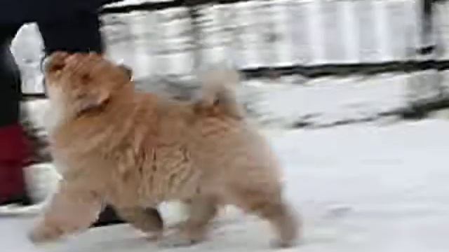 Кип 1 смотреть онлайн