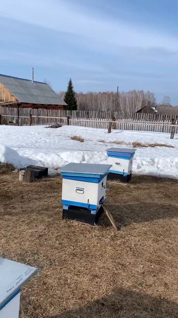 Так было в 2023г!🪄 Судя по прогнозу, в этом году полетим 29.03;)🐝 #свечи #воск #soty #мёд #пчелы