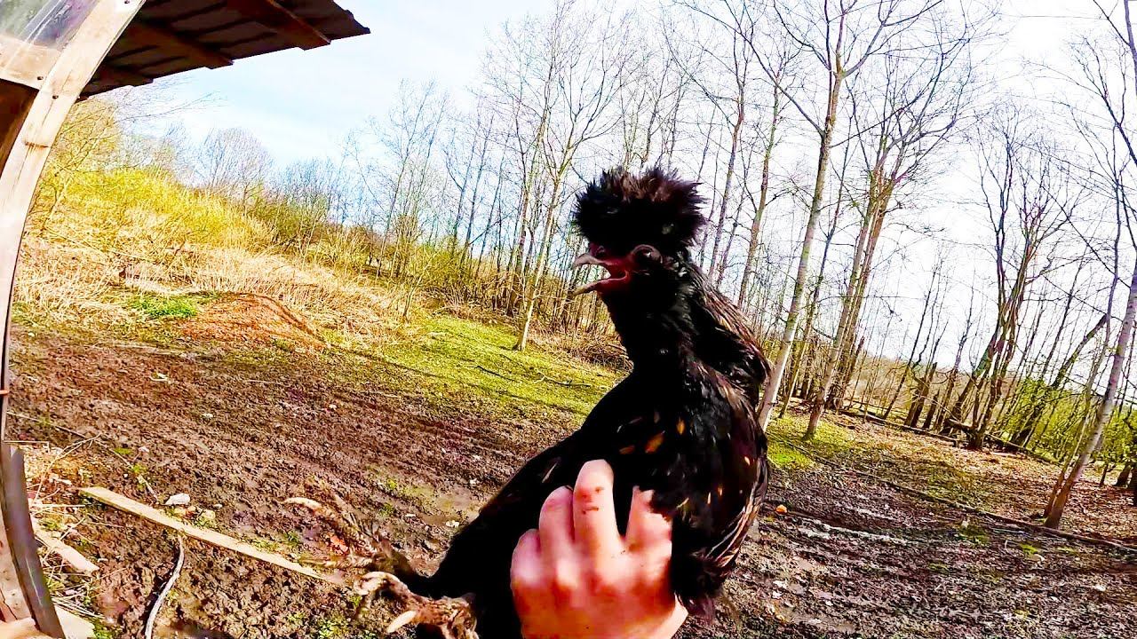 Кто нападает на моих животных ? Теперь я знаю ! ХУТОР В ЛЕСУ №668 смотреть онлайн