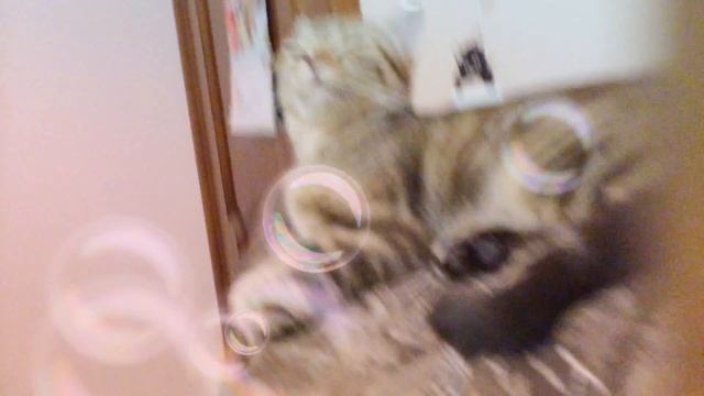 Гордая львица