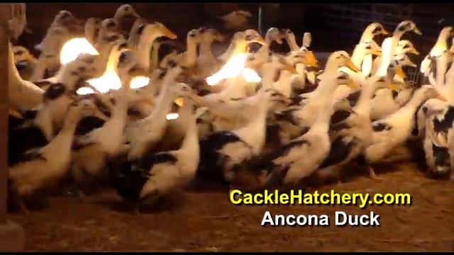 Ancona Duck (Breeder Flock) смотреть онлайн