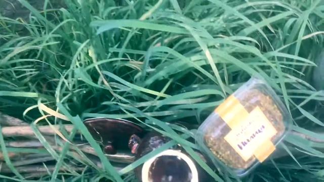 Перга и пыльца смотреть онлайн