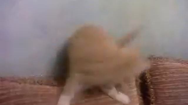 милая милая киска!))).mp4 смотреть онлайн