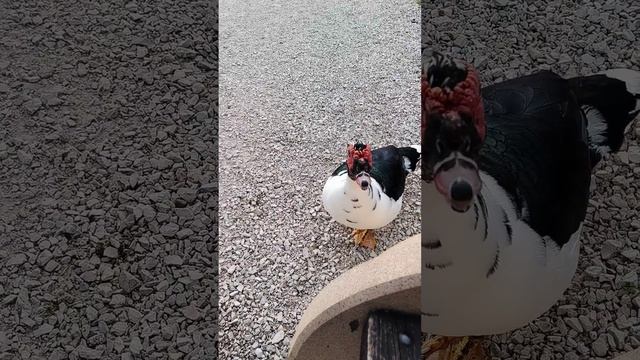 Мускусные утки бывают очень красивыми смотреть онлайн