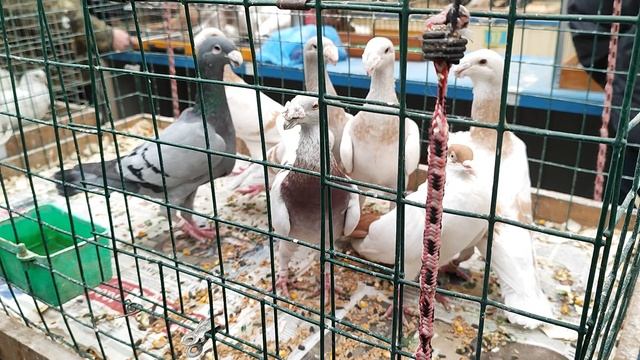 26.04.2025г Ярмарка Садовод ч. 2 👍 смотреть онлайн