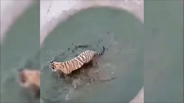 это вас улыбнет видео группы ТВ КАДР смотреть онлайн