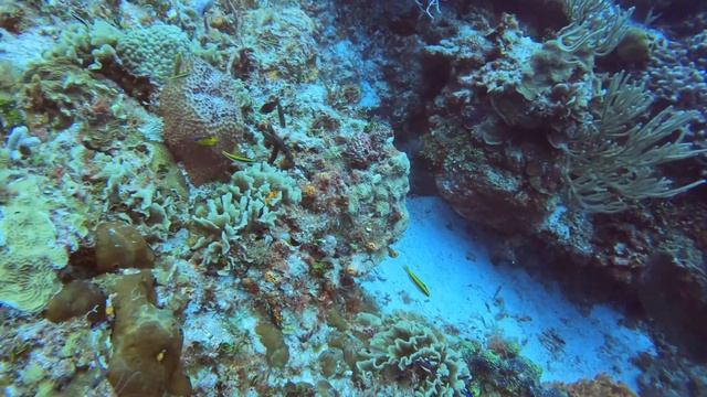 Drift Dive Relaxation Video El Paso del Cedral Reef Cozumel Mexico Scuba Diving Cruise Excursion N смотреть онлайн