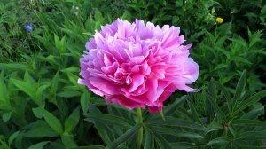 Пион ДЖОКЕР / Peony Joker - Сад на Волхове