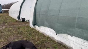 Притеняющая сетка на теплице, быстро и легко