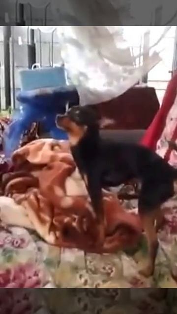 Собака, которая смогла! смотреть онлайн