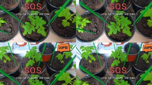 Огурцы, помидоры и перец на балконе. Огород на балконе.