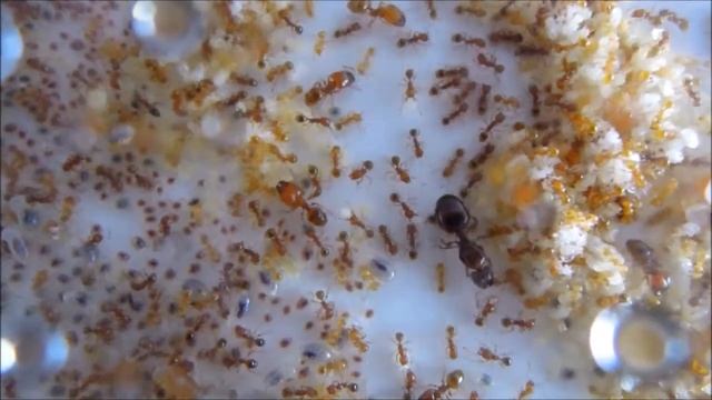 アズマオオズアリのコロニー Pheidole fervida colony смотреть онлайн
