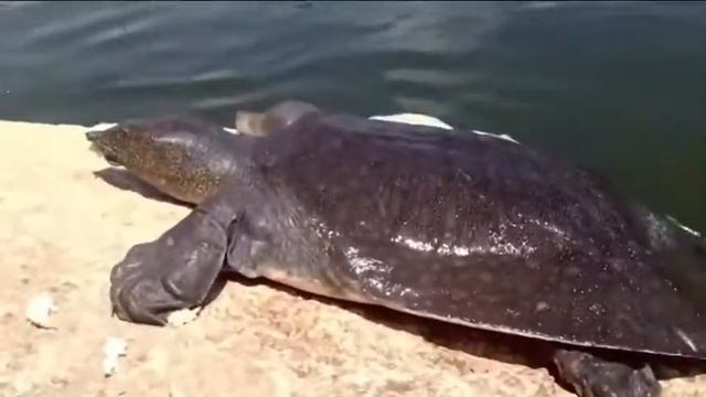 Rafetus Swinhoei смотреть онлайн