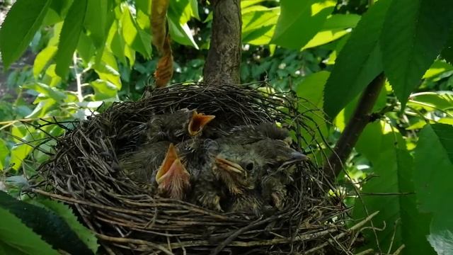 Птенцы ждут пищу смотреть онлайн