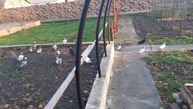 Мои голуби.Николаевские.ч.7 смотреть онлайн
