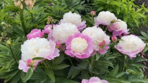 Пионовый рай под Питером. Цветение пионов часть 2-я. В саду у Светланы, г.Пушкин, 2024