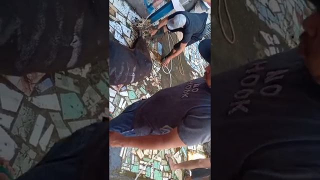 suasana pemotongan sapi kurban di rumah 😊 смотреть онлайн