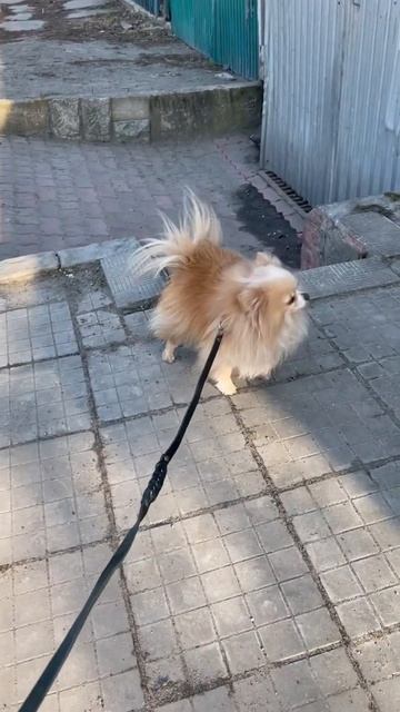 Гордая шпицуля Алиска отказывается ходить с поводком😁самостоятельная девушка! смотреть онлайн