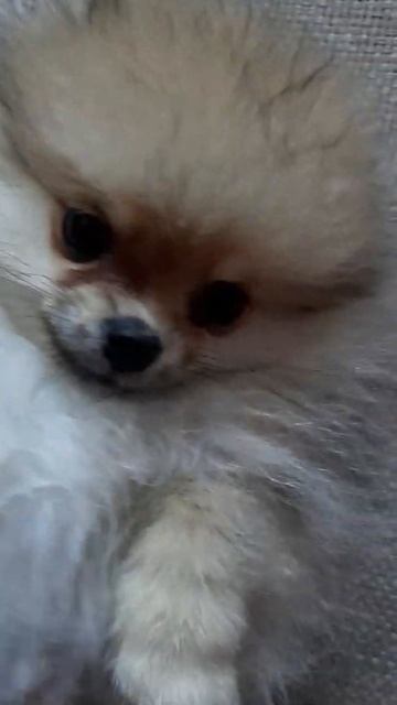 Смешной мишка шпиц