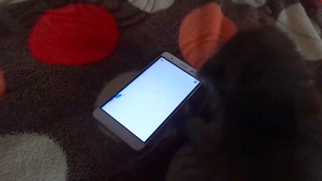 ШОК!!!агрессивный зверь напал на ...(SHOCK!!!an aggressive beast attacked ...) смотреть онлайн