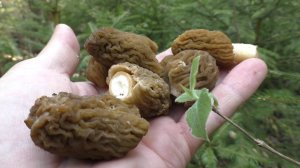 УРА!!! ПЕРВЫЕ ГРИБЫ АПРЕЛЬ 2025! Взял детей и УШЛИ В ЛЕС ПО ГРИБЫ!