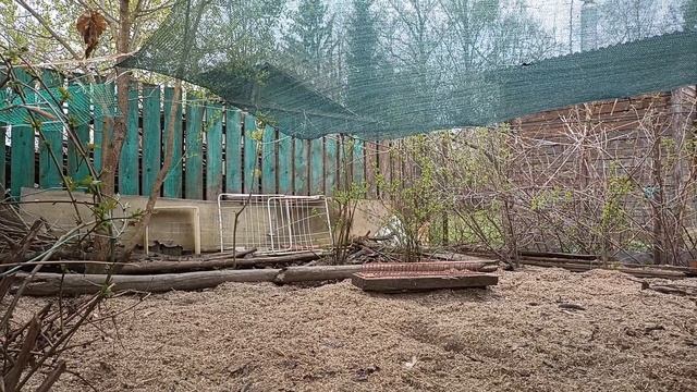 Что мои куры думают о вышивке, дзене и о коллективизме