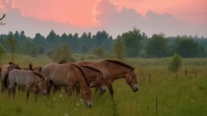 Дикие обитатели Чернобыльской зоны. Какие существа населяют Полесский радиационный заповедник?