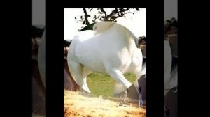 Курбан Кулизанов. Назму на аварском