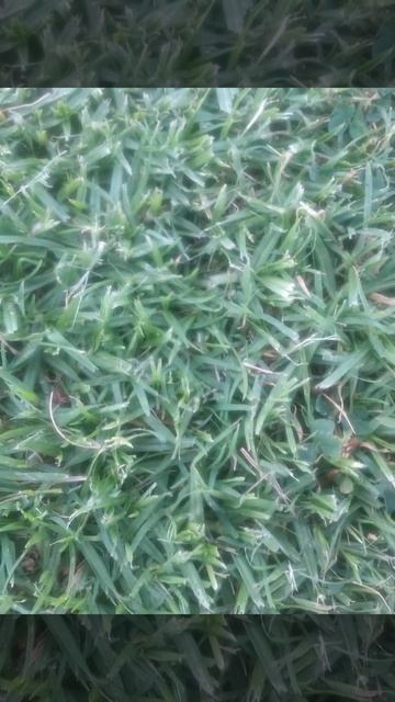 Зелёная трава смотреть онлайн