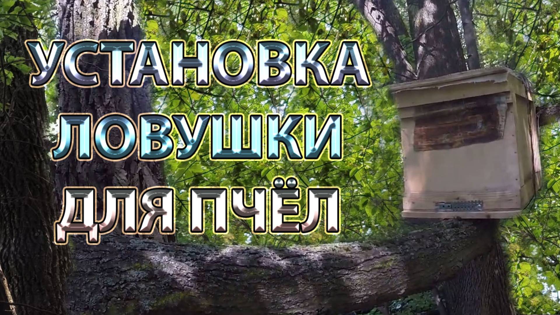 Где лучше установить ловушку для пчёл, и на какой высоте смотреть онлайн